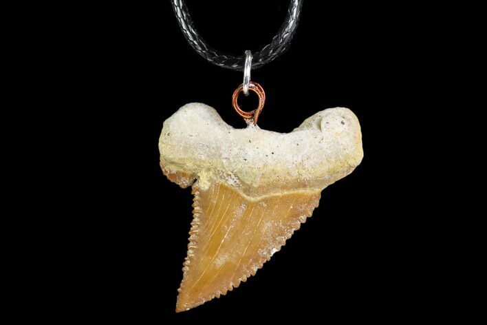 Fossil Shark (Palaeocarcharodon) Tooth Necklace -Morocco #110010